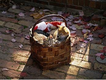 Switch Online会员游戏库新增5款GB游戏：《洛克人世界》系列